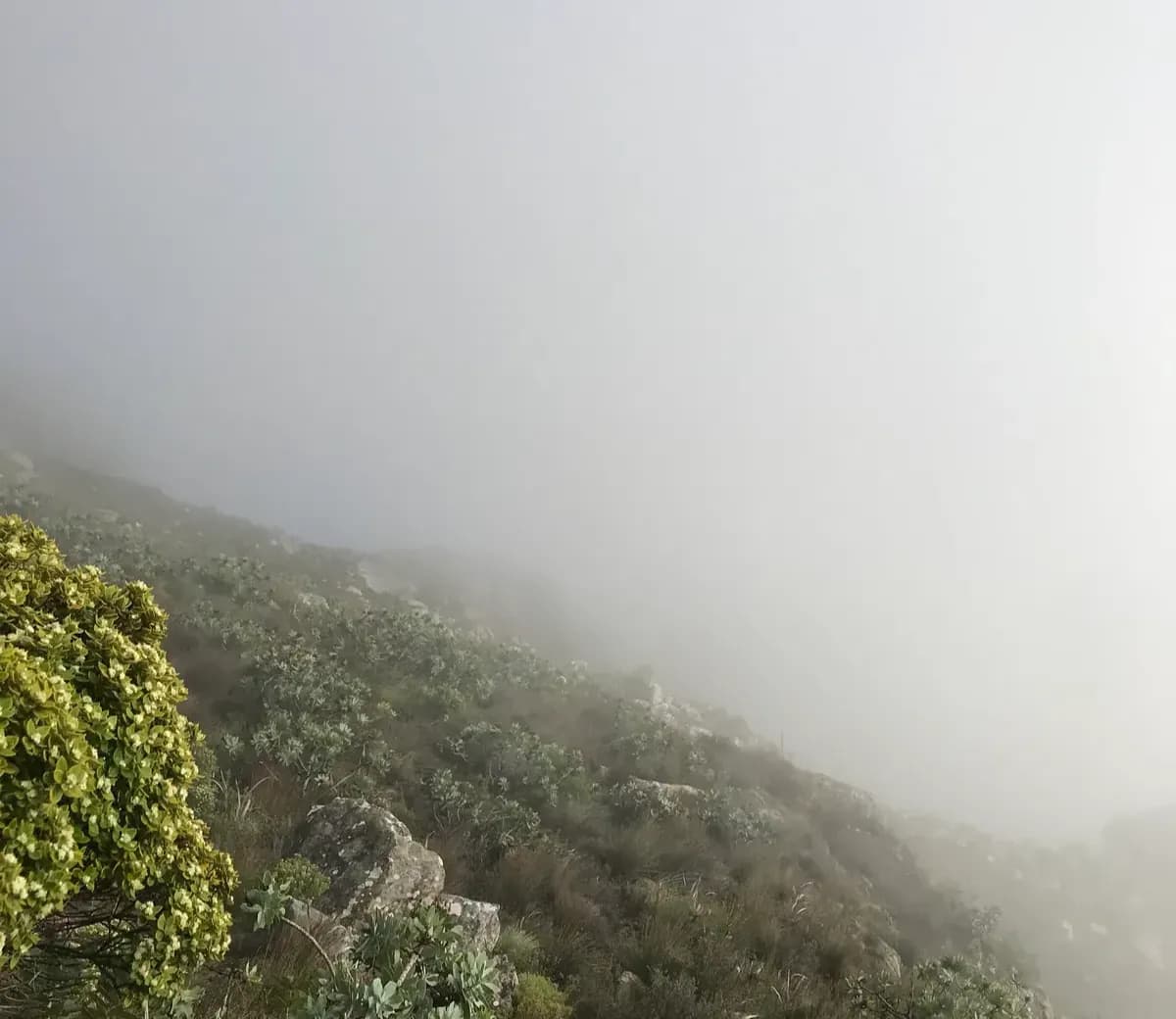 Misty mountain covered in fynbos