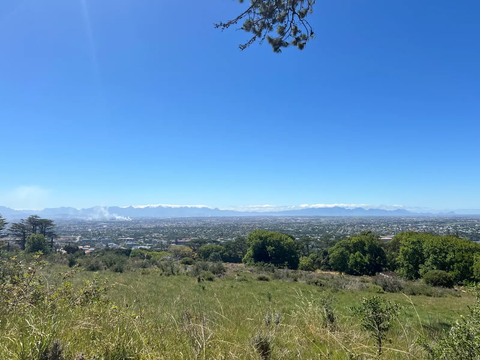 Greenery on a bright sunny day, overlooking the Southern Suburbs