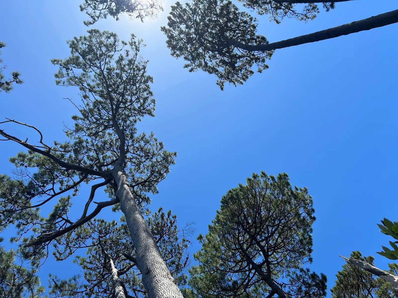 Peering up at the Stone Pines against a clear blue sky